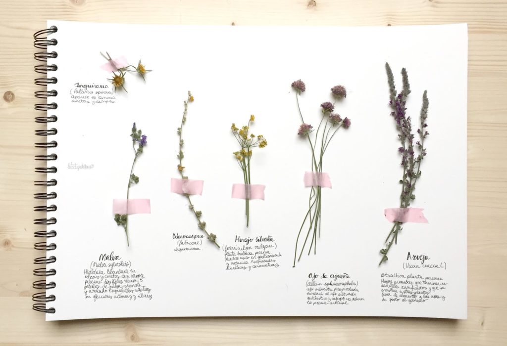Cómo hacer un herbario - Ilustraciones y diseño. La Tortuguita Blanca