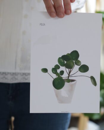 LAMINA PILEA
