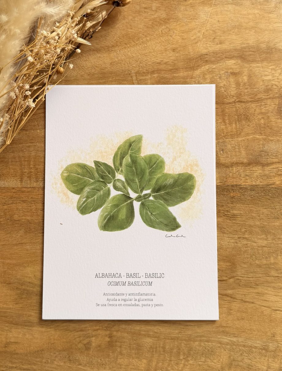 Láminas de hierbas aromáticas ilustradas