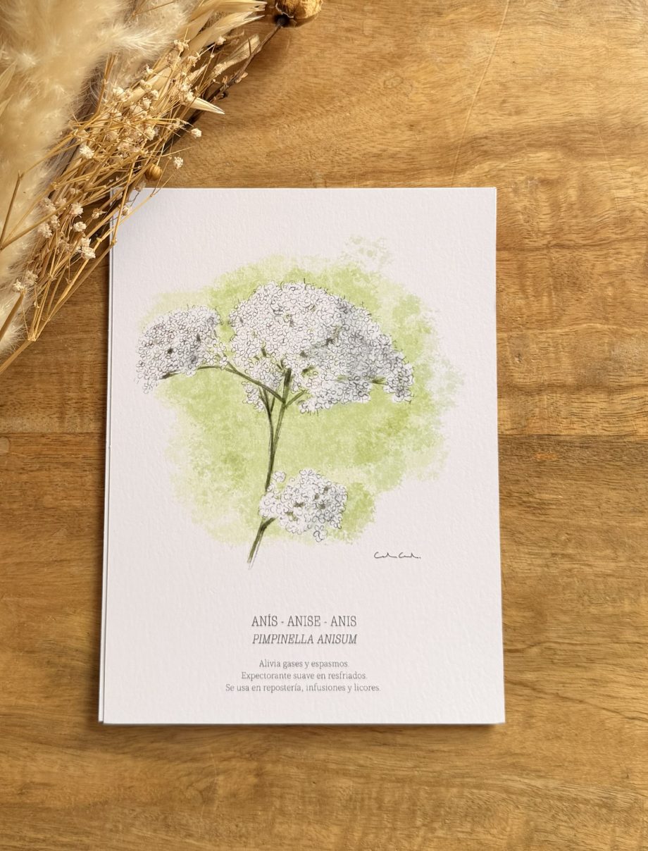 Láminas de hierbas aromáticas ilustradas