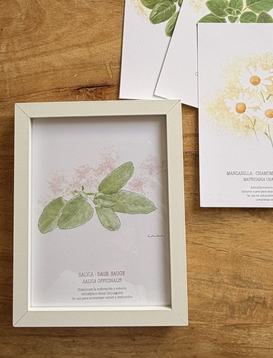 Láminas de hierbas aromáticas ilustradas