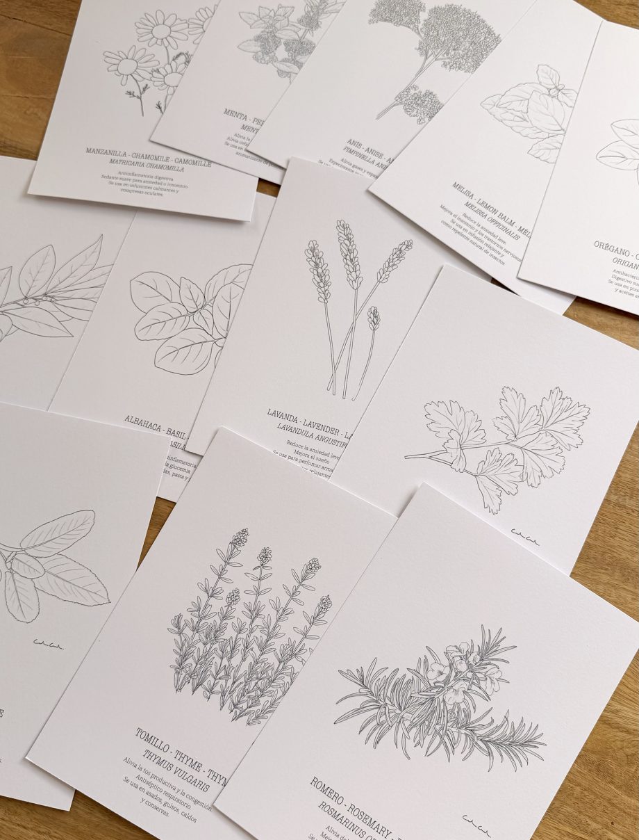 Láminas botánicas para COLOREAR | Hierbas aromáticas