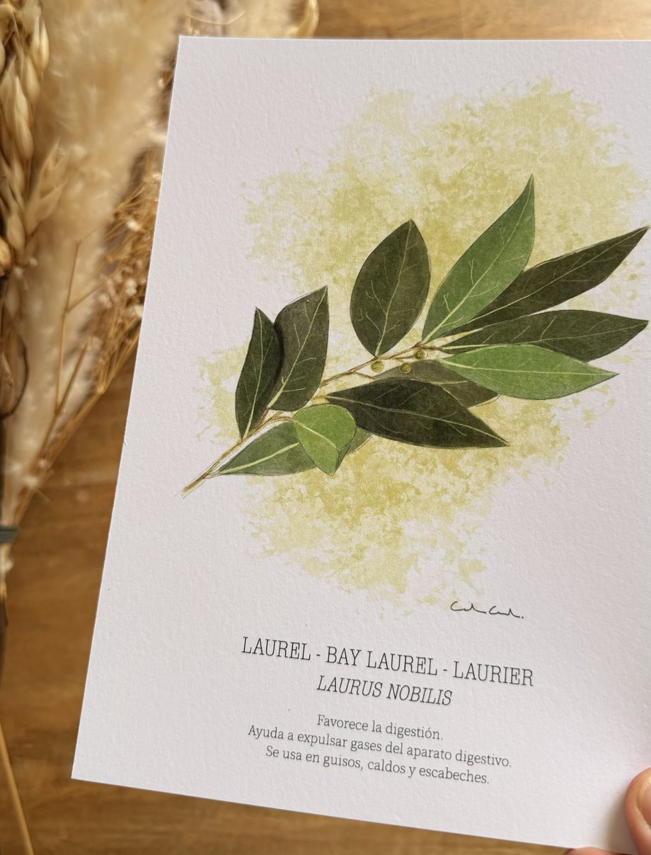 Láminas de hierbas aromáticas ilustradas