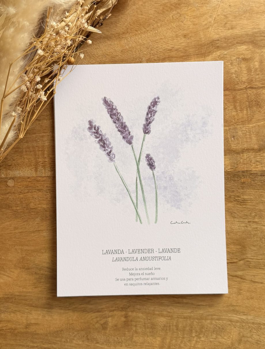 Láminas de hierbas aromáticas ilustradas