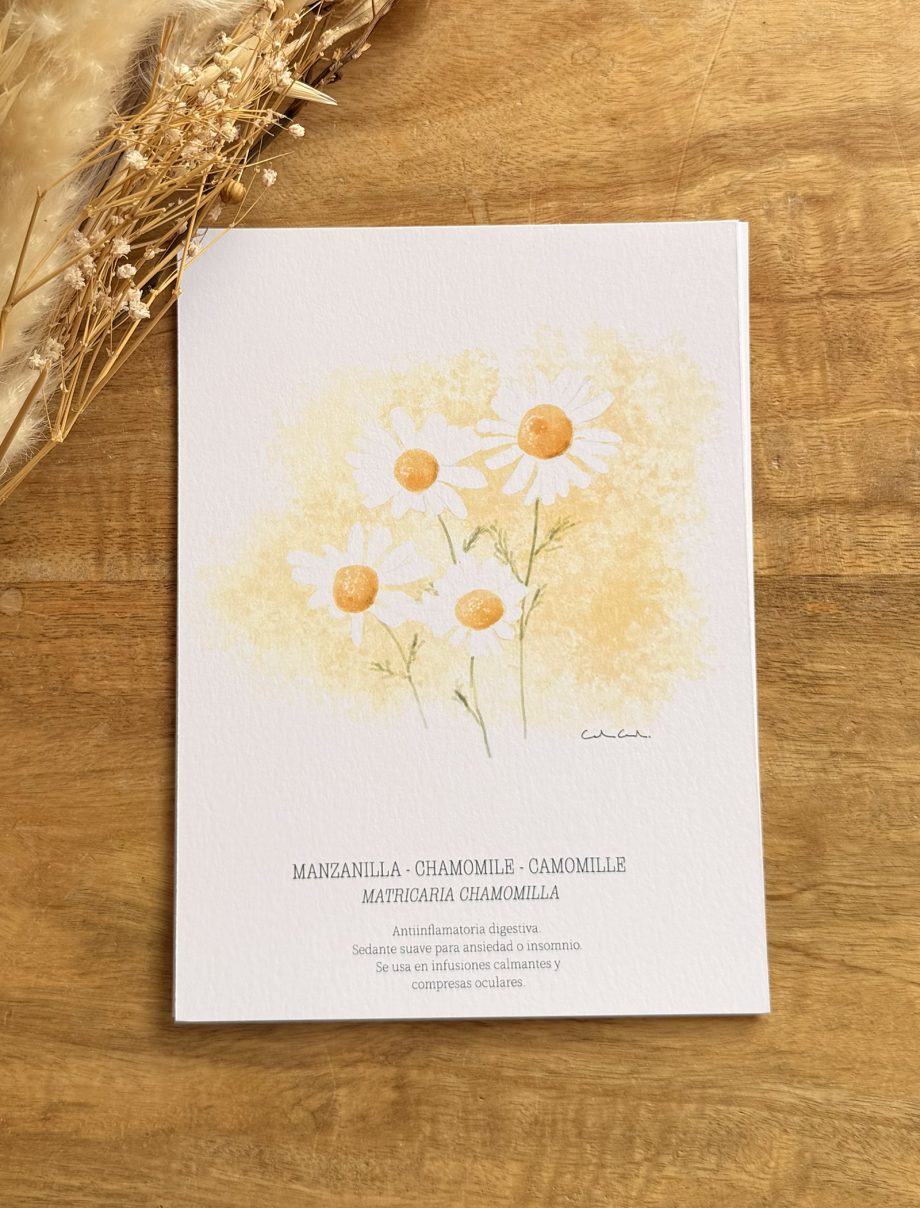 Láminas de hierbas aromáticas ilustradas
