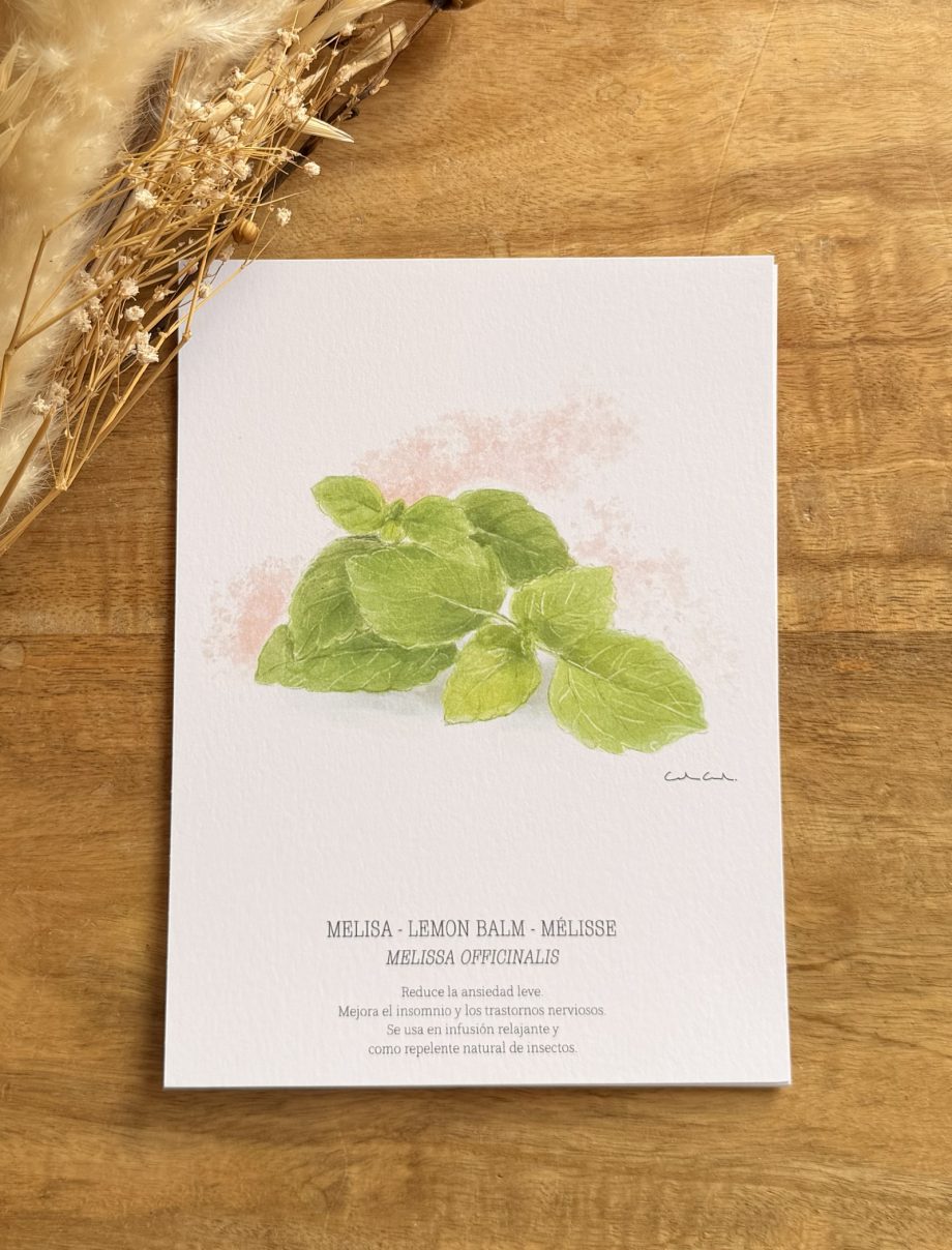 Láminas de hierbas aromáticas ilustradas