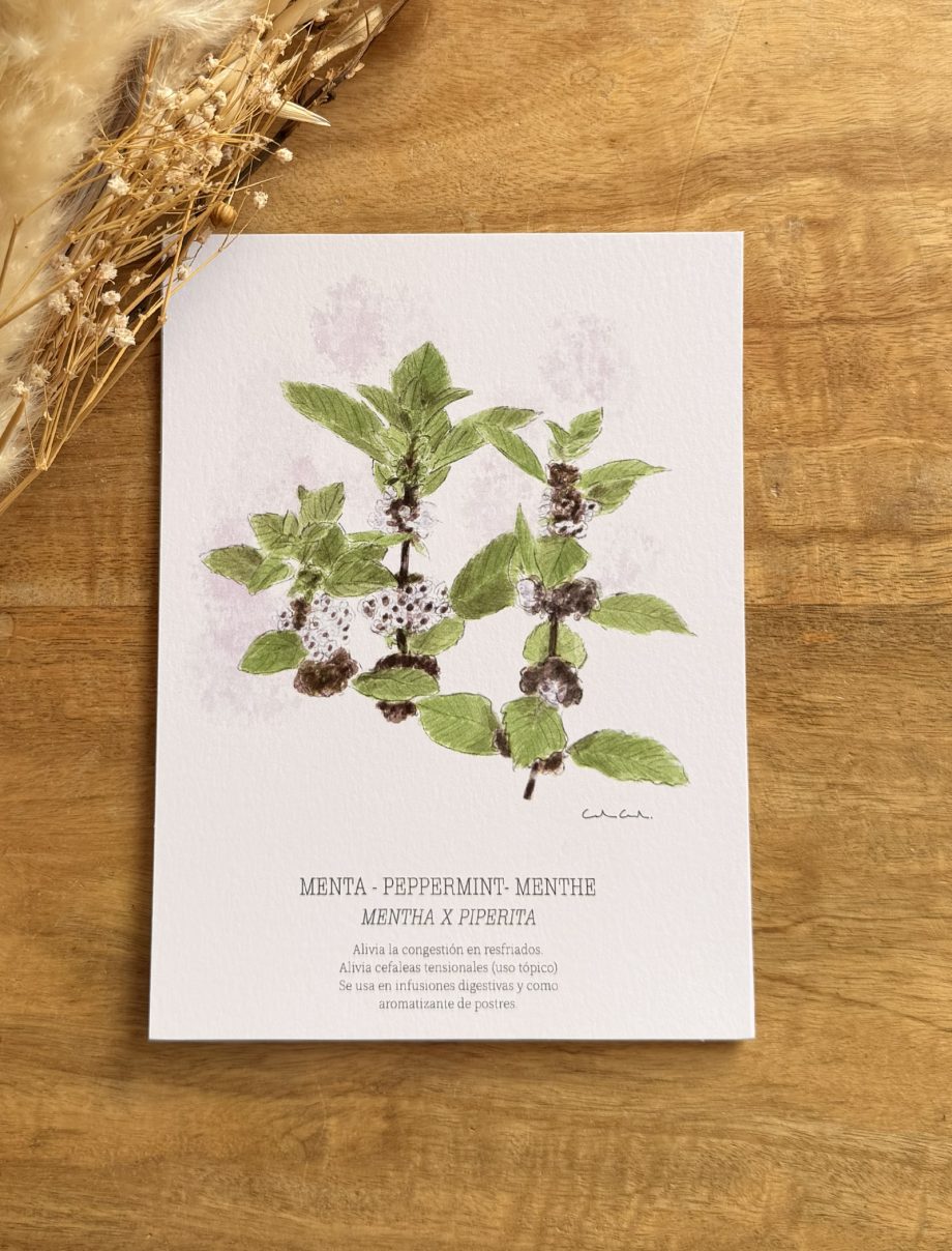 Láminas de hierbas aromáticas ilustradas