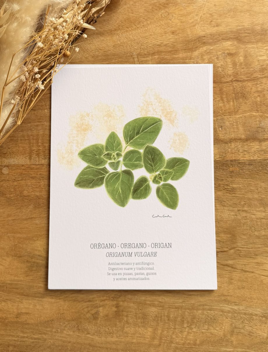 Láminas de hierbas aromáticas ilustradas
