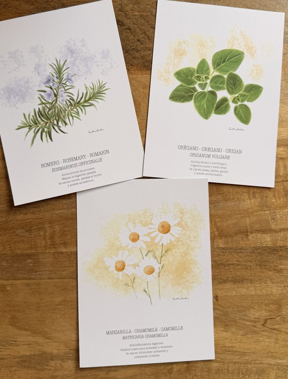 Láminas de hierbas aromáticas ilustradas