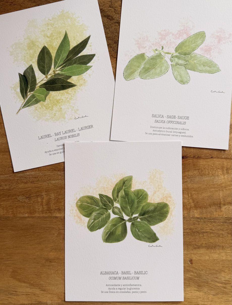 Láminas de hierbas aromáticas ilustradas