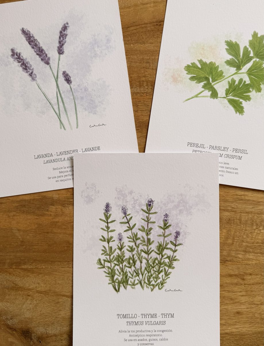 Láminas de hierbas aromáticas ilustradas