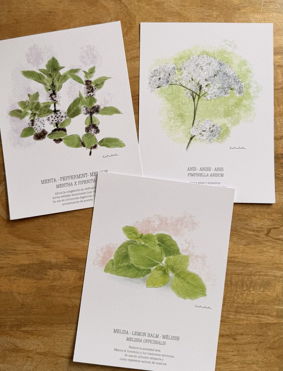 Láminas de hierbas aromáticas ilustradas