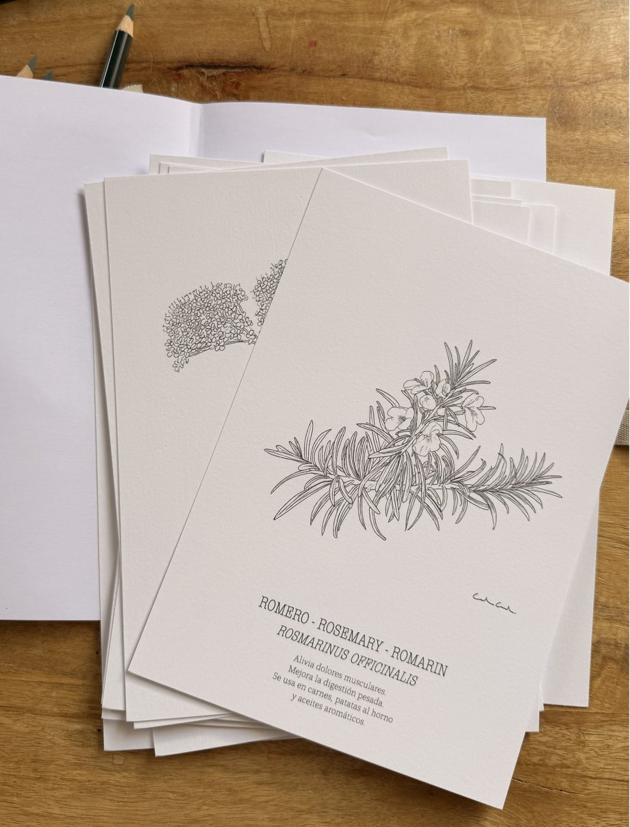 Pack 12 láminas botánicas para COLOREAR | Hierbas aromáticas