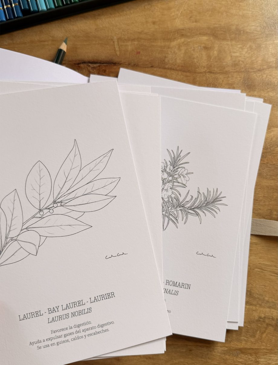Pack 12 láminas botánicas para COLOREAR | Hierbas aromáticas