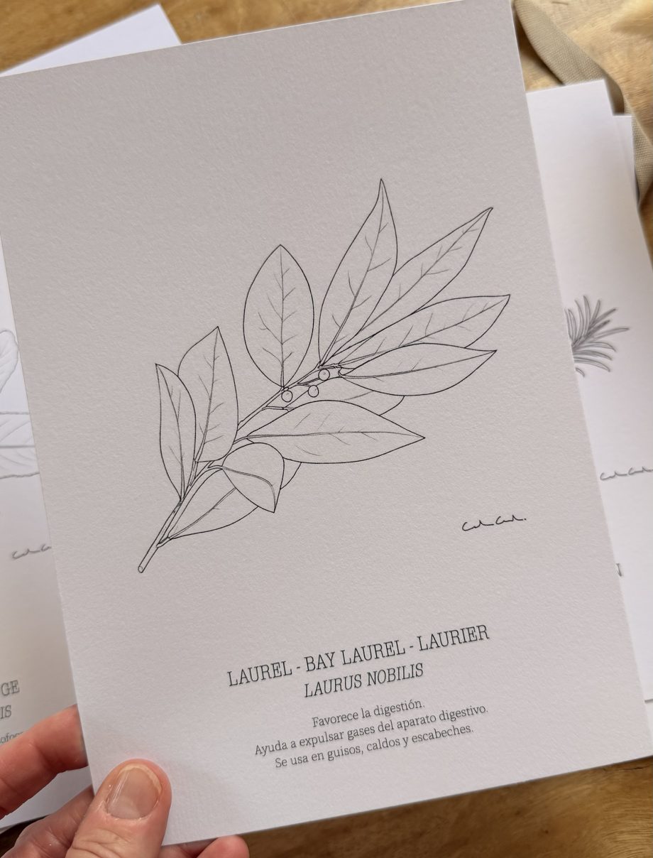 Pack 12 láminas botánicas para COLOREAR | Hierbas aromáticas