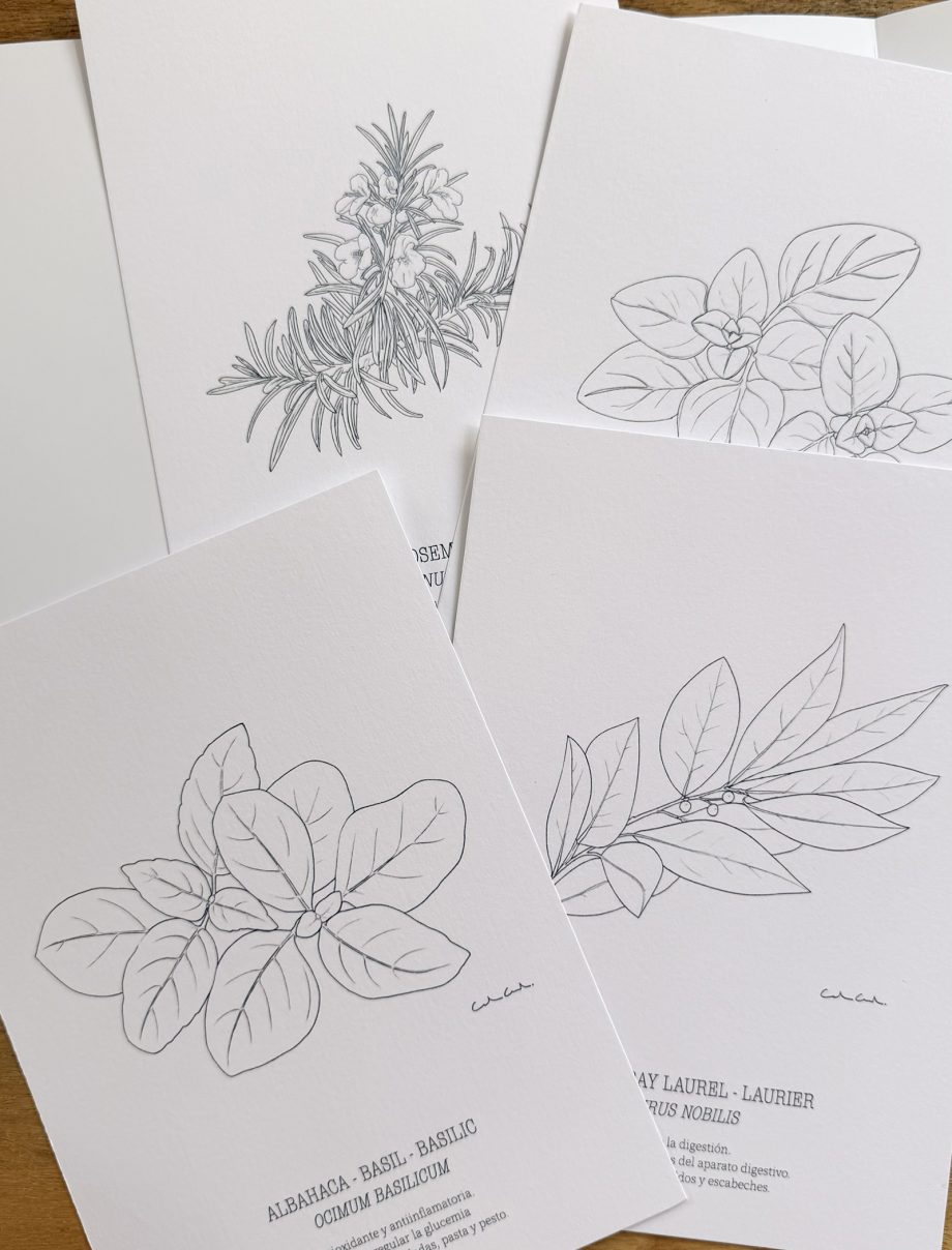 Láminas botánicas para COLOREAR | Hierbas aromáticas