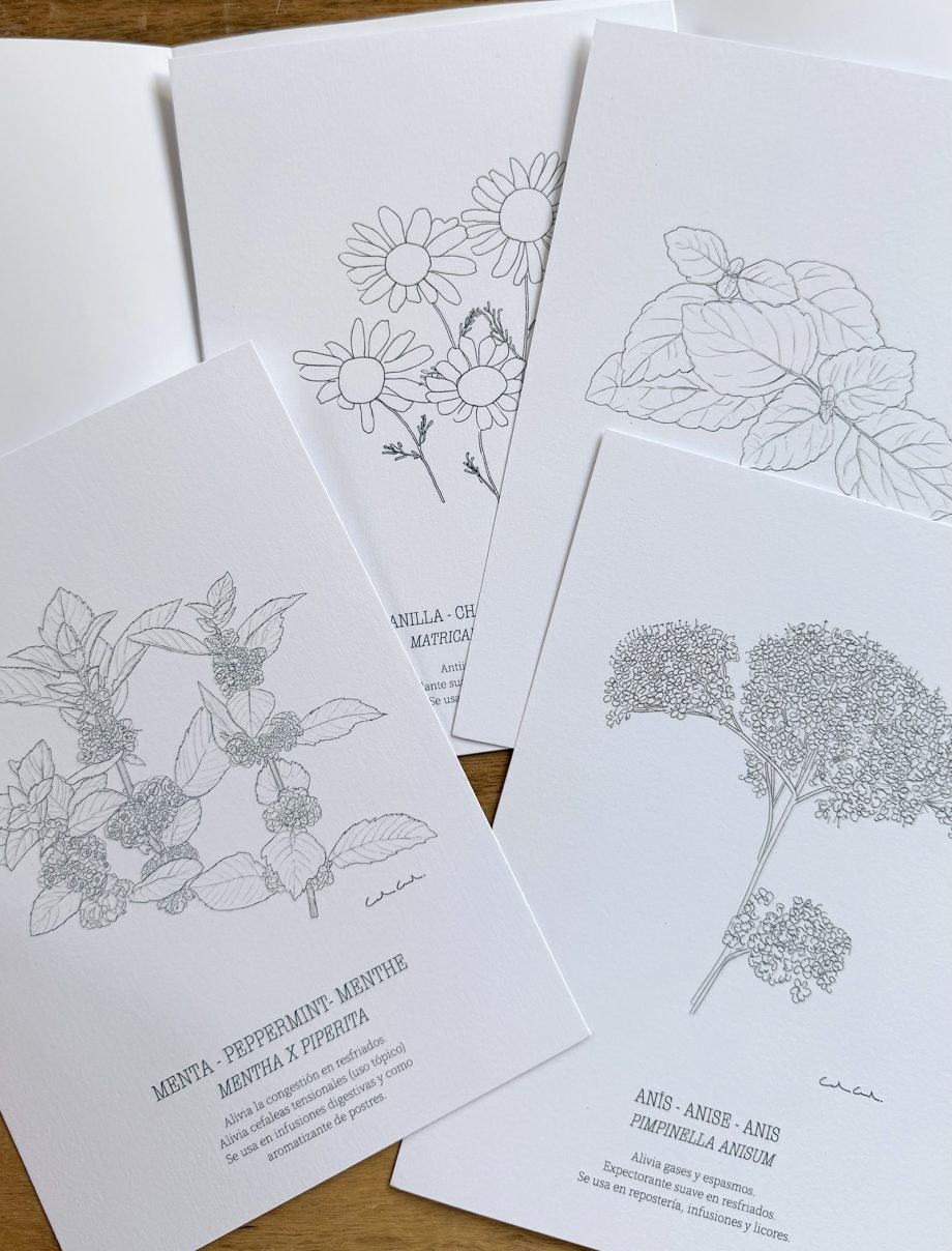Láminas botánicas para COLOREAR | Hierbas aromáticas