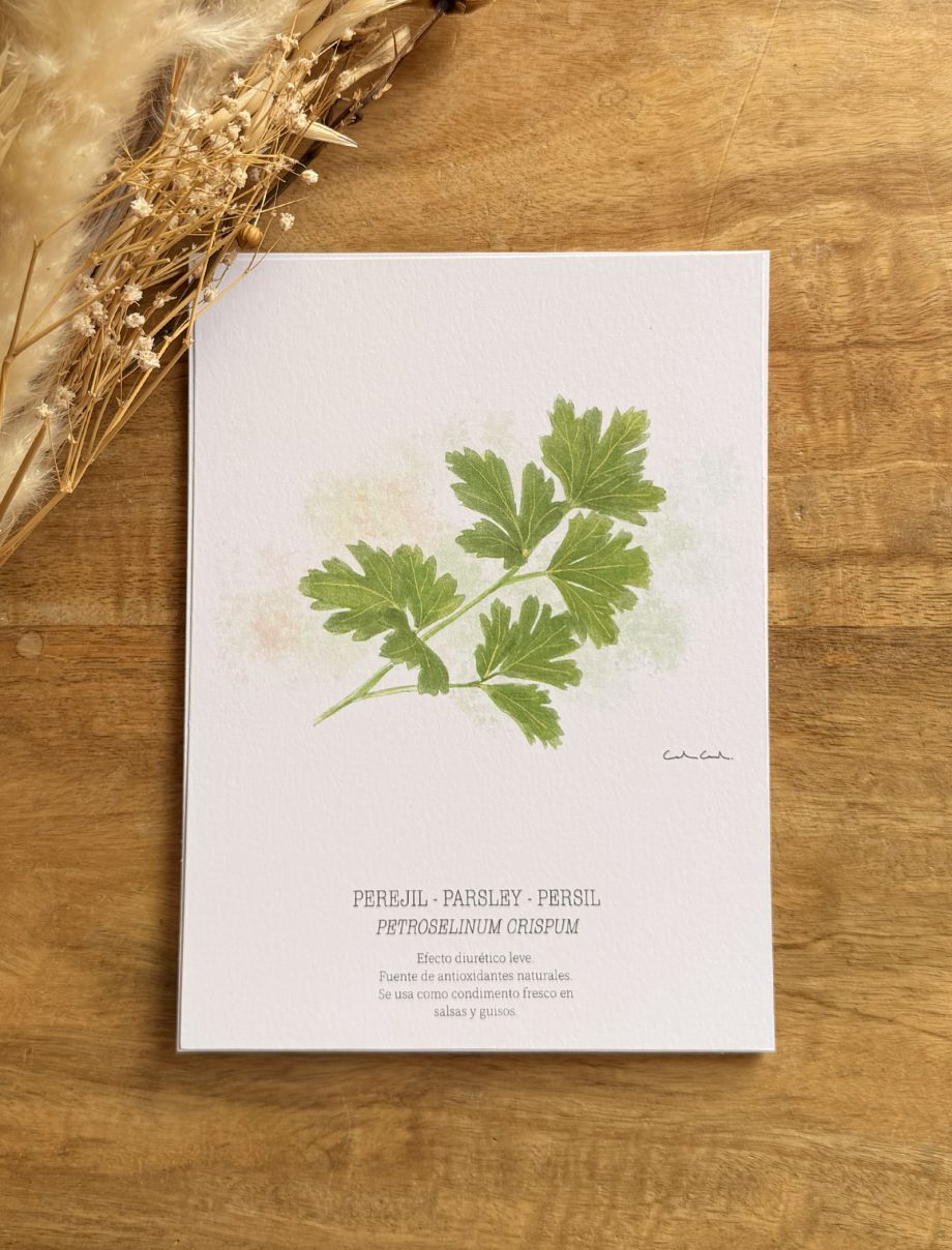 Láminas de hierbas aromáticas ilustradas