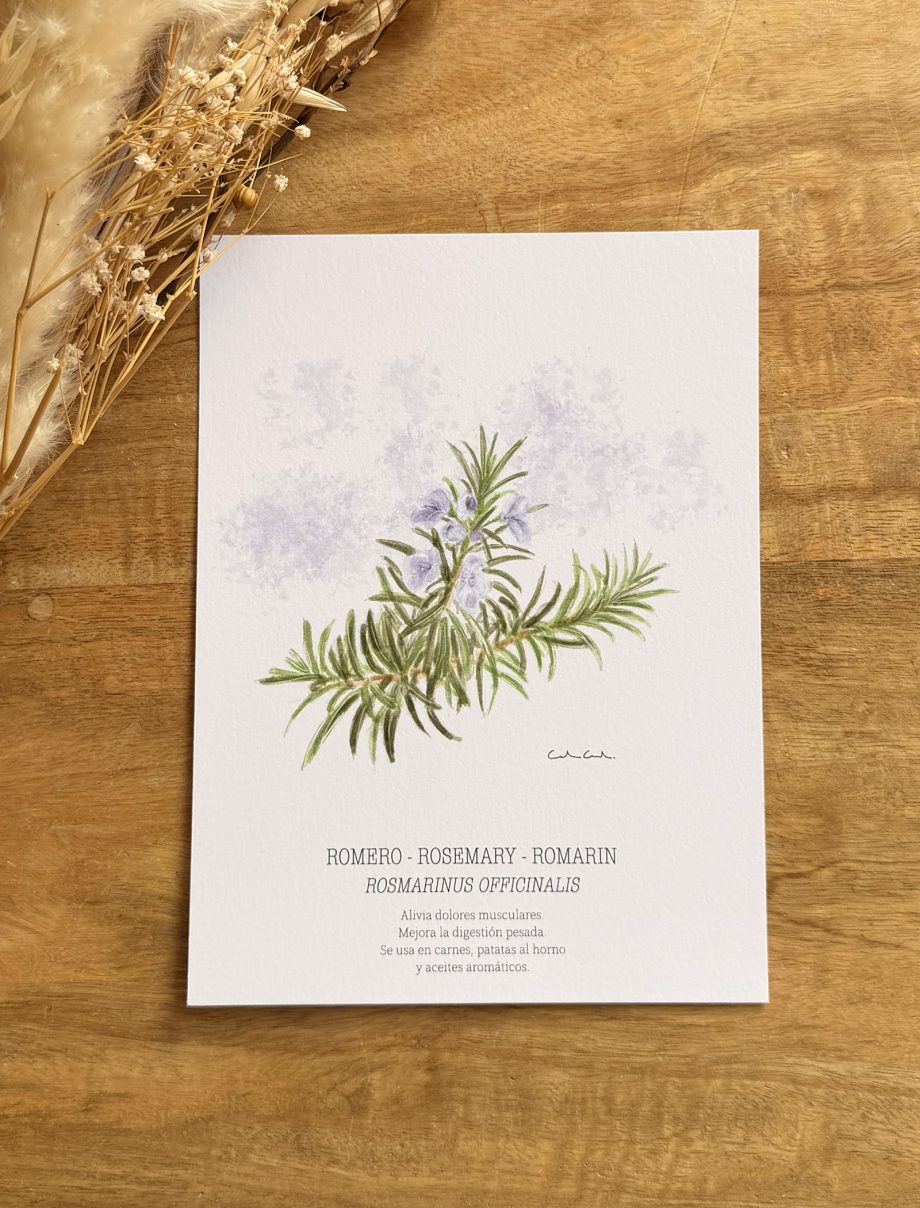 Láminas de hierbas aromáticas ilustradas