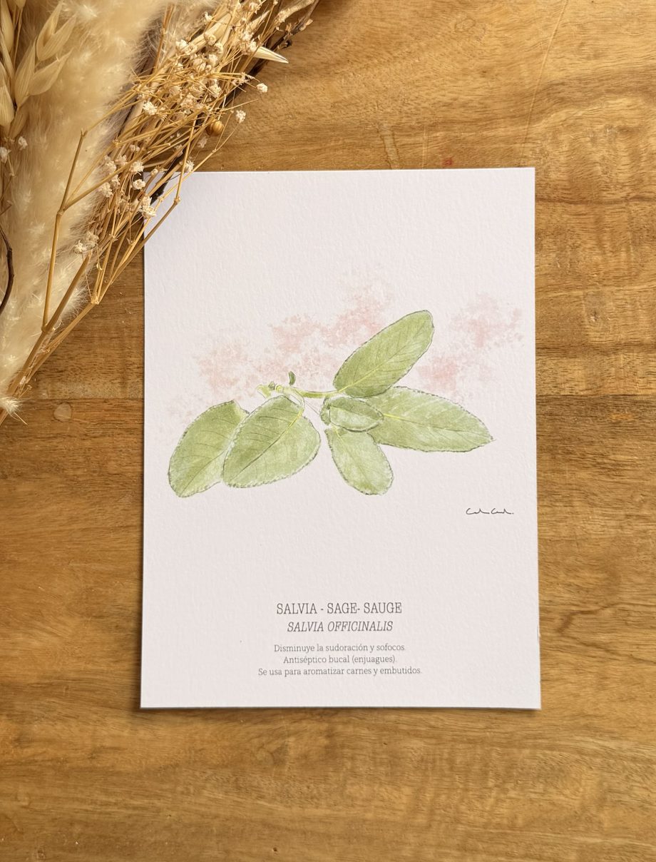 Láminas de hierbas aromáticas ilustradas