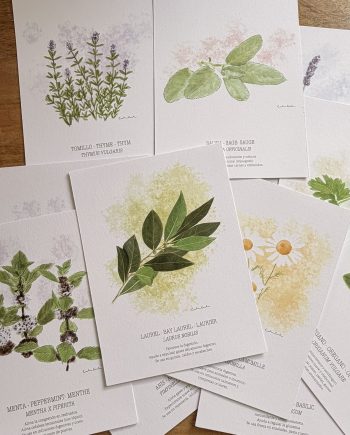 Láminas de hierbas aromáticas ilustradas
