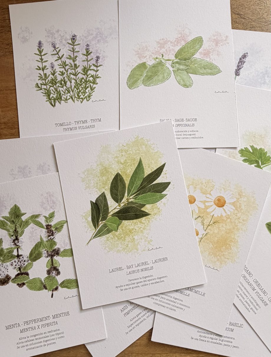 Láminas de hierbas aromáticas ilustradas