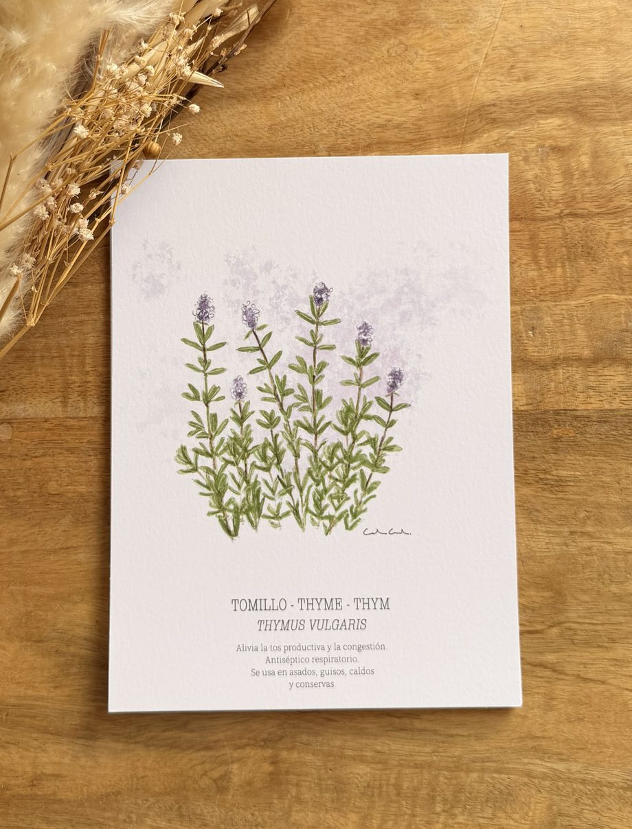 Láminas de hierbas aromáticas ilustradas